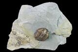 Bargain, Flexicalymene Trilobite - Mt Orab, Ohio #165366-1
